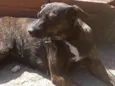 Pita/bebê 