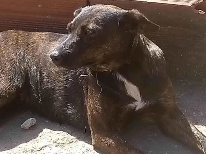 Cachorro ra a SRD-ViraLata idade 1 ano nome Pita/bebê 