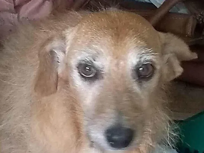Cachorro ra a SRD-ViraLata idade 1 ano nome Pita/bebê 