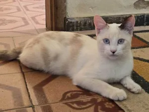 Gato raça SRD-ViraLata idade 7 a 11 meses nome Pandora e Dandara