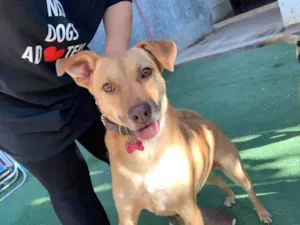 Cachorro raça SRD-ViraLata idade 5 anos nome Bella 