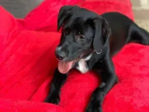 Cachorro raça SRD-ViraLata idade 4 anos nome Neto 