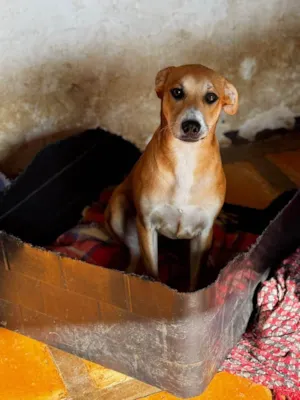 Cachorro raça SRD-ViraLata idade 1 ano nome Catarina 