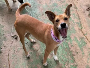 Cachorro raça SRD-ViraLata idade 4 anos nome Paçoca