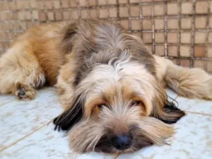 Cachorro raça SRD-ViraLata idade 4 anos nome Tang 