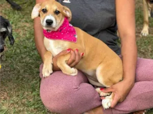 Cachorro raça SRD-ViraLata idade 1 ano nome Catrina