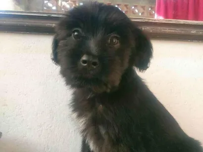 Cachorro raça SRD-ViraLata idade 7 a 11 meses nome Noah