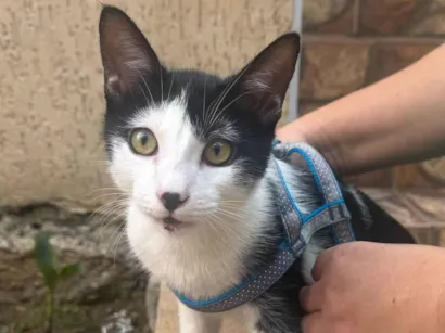 Gato raça SRD-ViraLata idade 2 a 6 meses nome Frajola