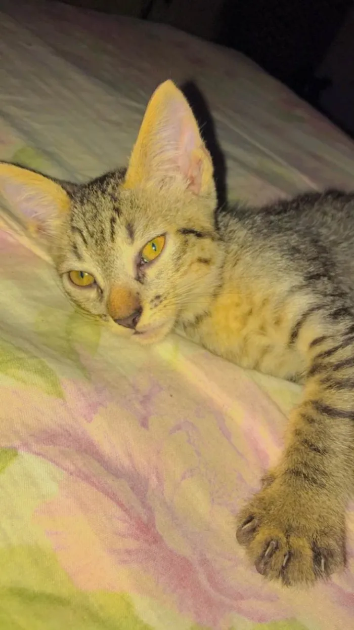 Gato ra a SRD-ViraLata idade 2 a 6 meses nome Juninho 