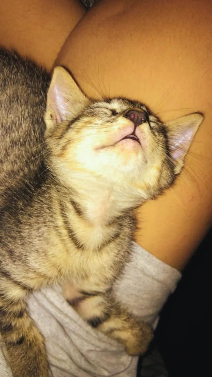 Gato ra a SRD-ViraLata idade 2 a 6 meses nome Juninho 