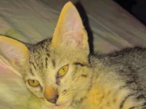 Gato raça SRD-ViraLata idade 2 a 6 meses nome Juninho 