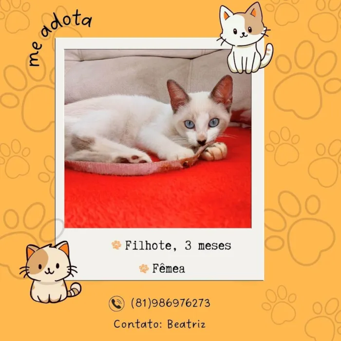 Gato ra a SRD-ViraLata idade 2 a 6 meses nome flor 