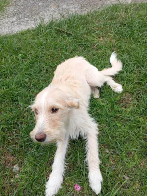 Cachorro raça SRD-ViraLata idade 2 a 6 meses nome BETE