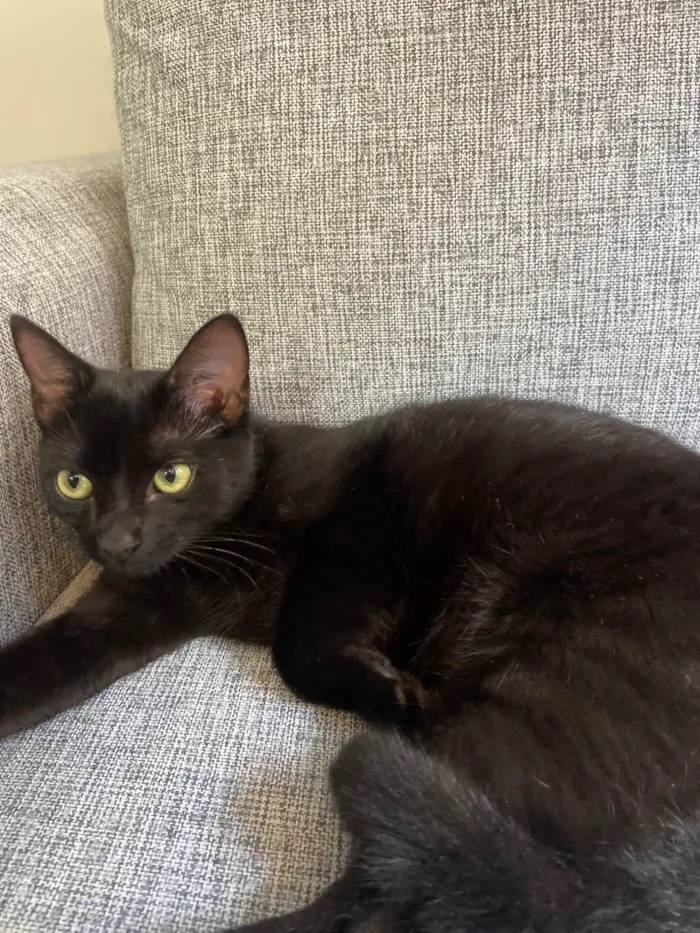 Gato ra a SRD-ViraLata idade 7 a 11 meses nome Bit