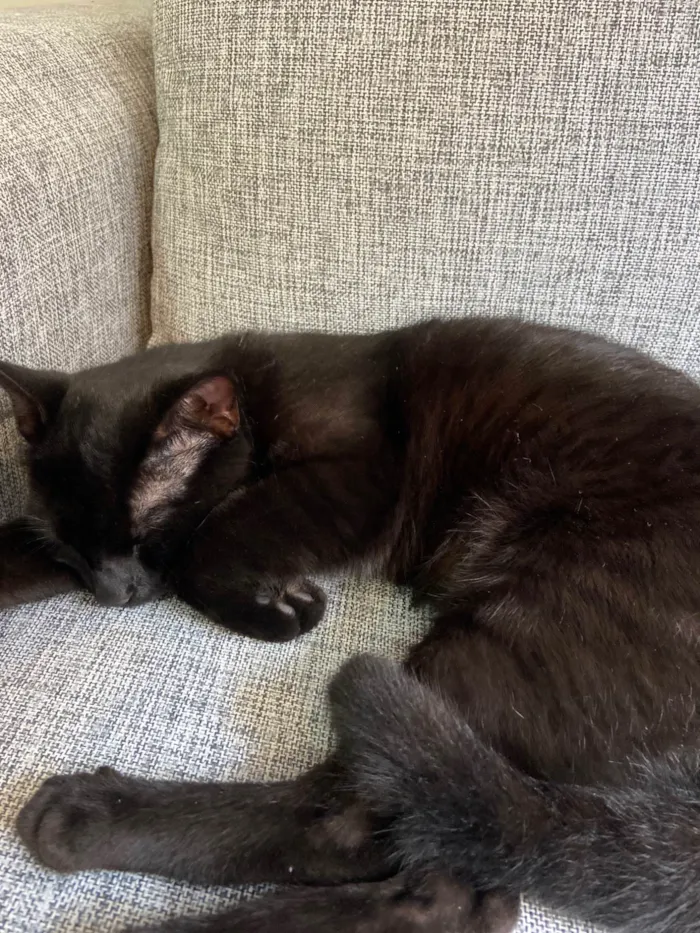 Gato ra a SRD-ViraLata idade 7 a 11 meses nome Bit