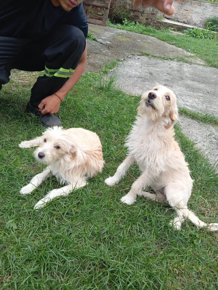 Cachorro ra a SRD-ViraLata idade 2 a 6 meses nome BETE e XUXU