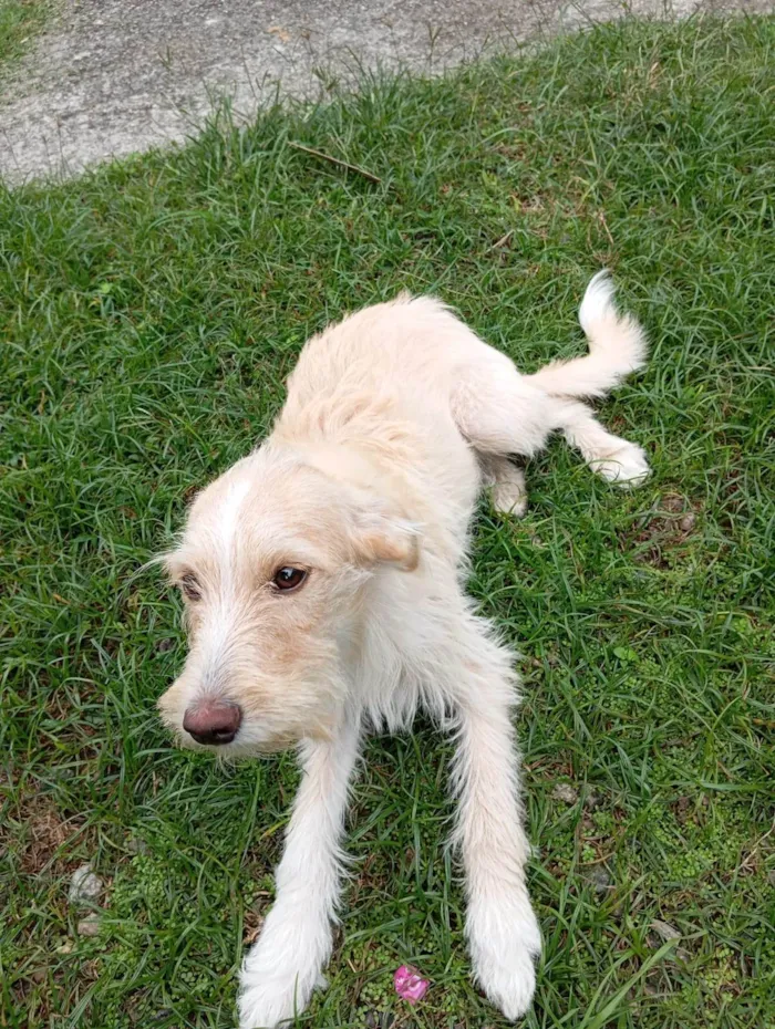Cachorro ra a SRD-ViraLata idade 2 a 6 meses nome BETE e XUXU