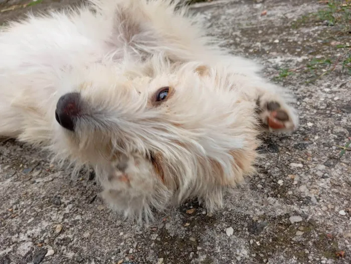 Cachorro ra a SRD-ViraLata idade 2 a 6 meses nome BETE e XUXU