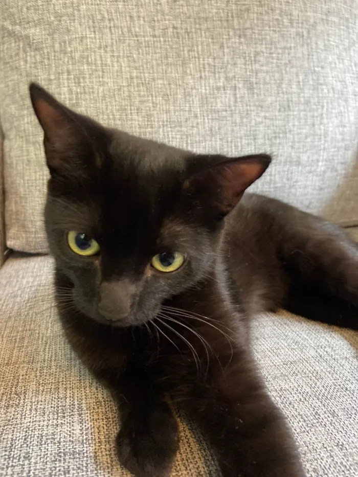 Gato ra a SRD-ViraLata idade 7 a 11 meses nome Bit