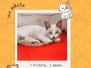 Gato raça SRD-ViraLata idade 2 a 6 meses nome flor 