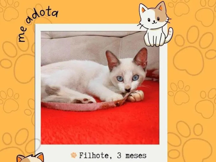 Gato ra a SRD-ViraLata idade 2 a 6 meses nome flor 