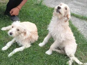 Cachorro raça SRD-ViraLata idade 2 a 6 meses nome BETE e XUXU