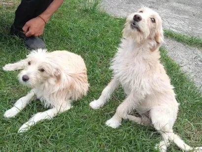 Cachorro raça SRD-ViraLata idade 2 a 6 meses nome BETE e XUXU