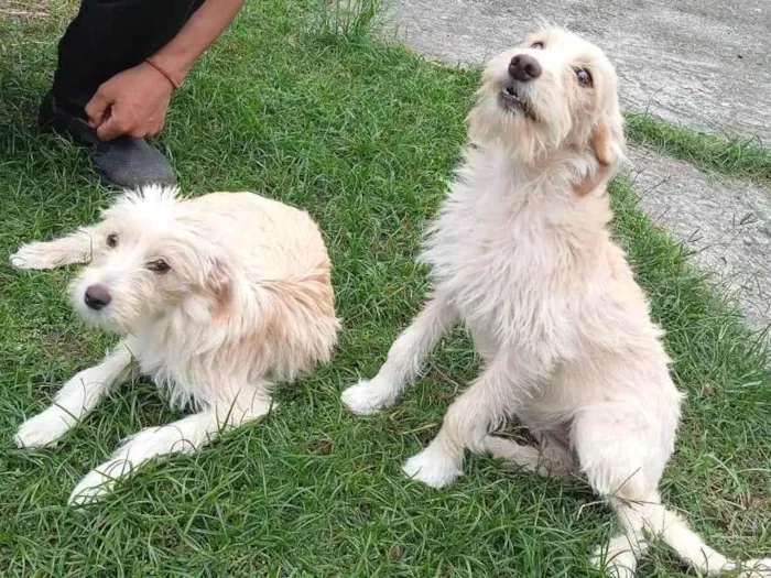 Cachorro ra a SRD-ViraLata idade 2 a 6 meses nome BETE e XUXU