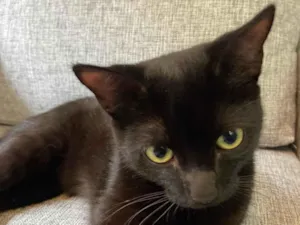 Gato raça SRD-ViraLata idade 7 a 11 meses nome Bit