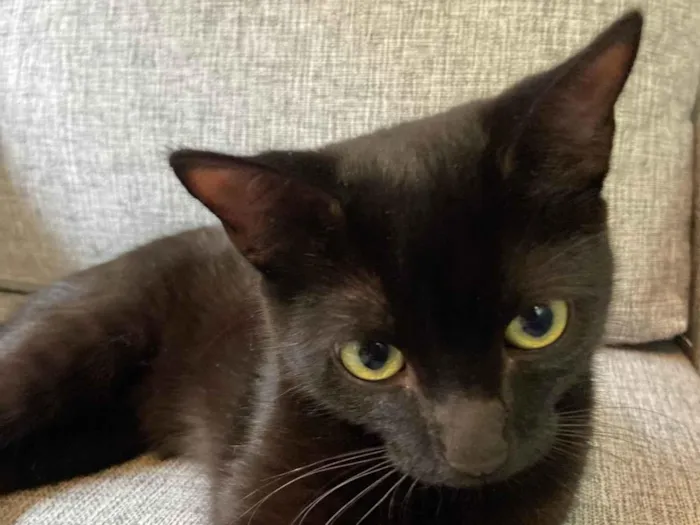 Gato ra a SRD-ViraLata idade 7 a 11 meses nome Bit