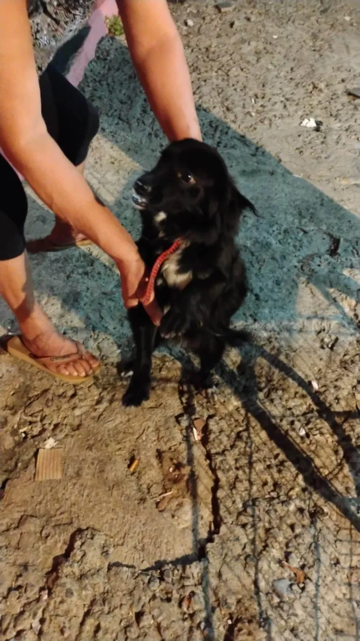 Cachorro ra a SRD-ViraLata idade 1 ano nome Layla 