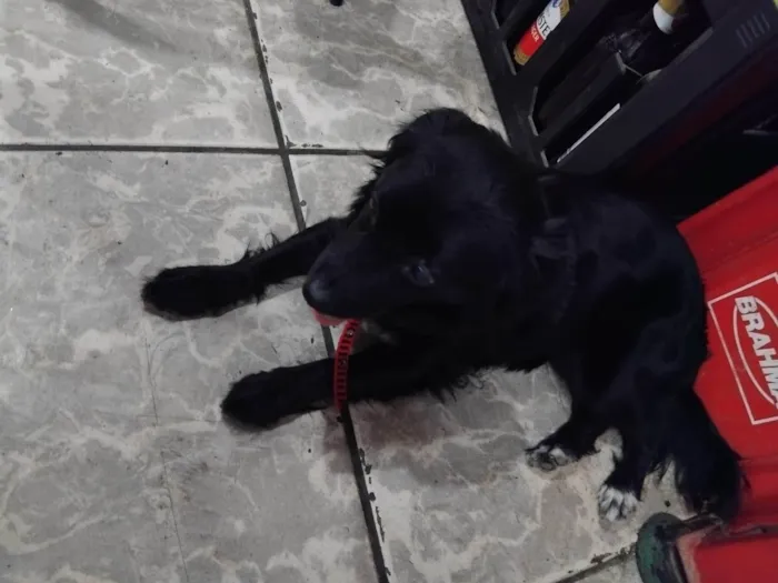 Cachorro ra a SRD-ViraLata idade 1 ano nome Layla 