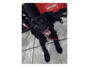 Cachorro raça SRD-ViraLata idade 1 ano nome Layla 