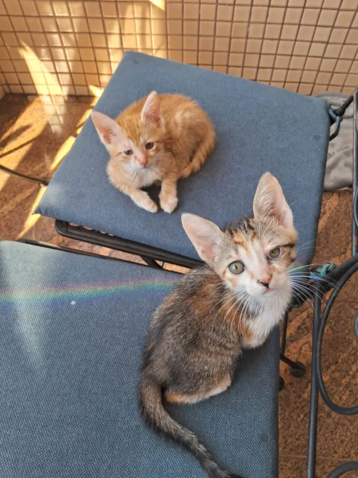 Gato ra a SRD-ViraLata idade 2 a 6 meses nome FILHOTES SEM NOMES