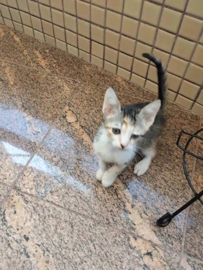 Gato ra a SRD-ViraLata idade 2 a 6 meses nome FILHOTES SEM NOMES