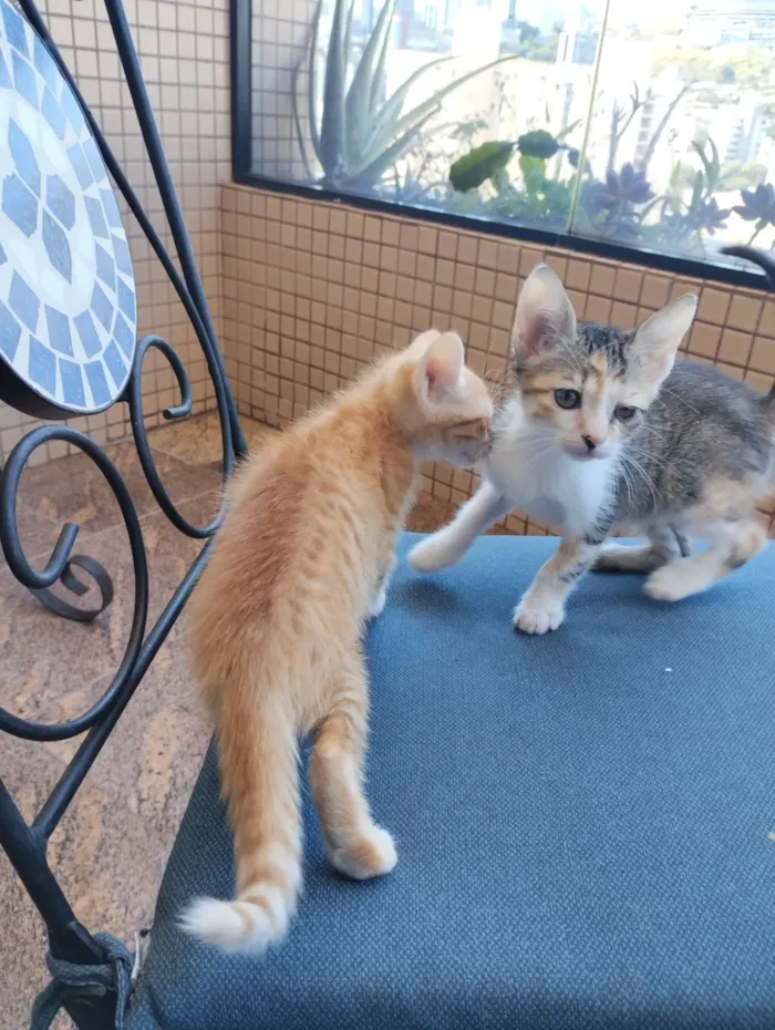Gato ra a SRD-ViraLata idade 2 a 6 meses nome FILHOTES SEM NOMES