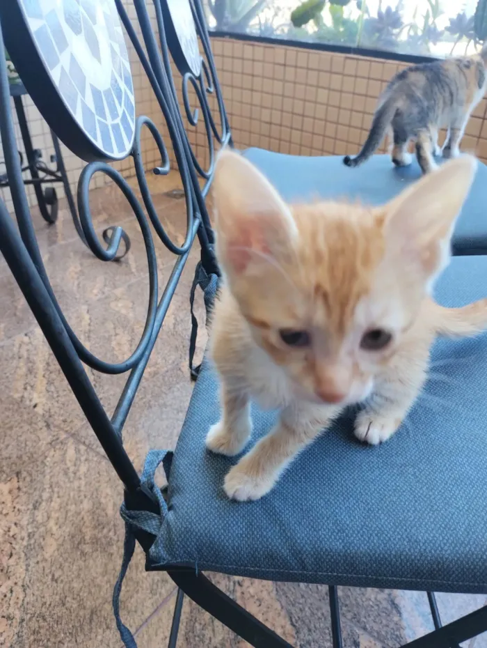 Gato ra a SRD-ViraLata idade 2 a 6 meses nome FILHOTES SEM NOMES