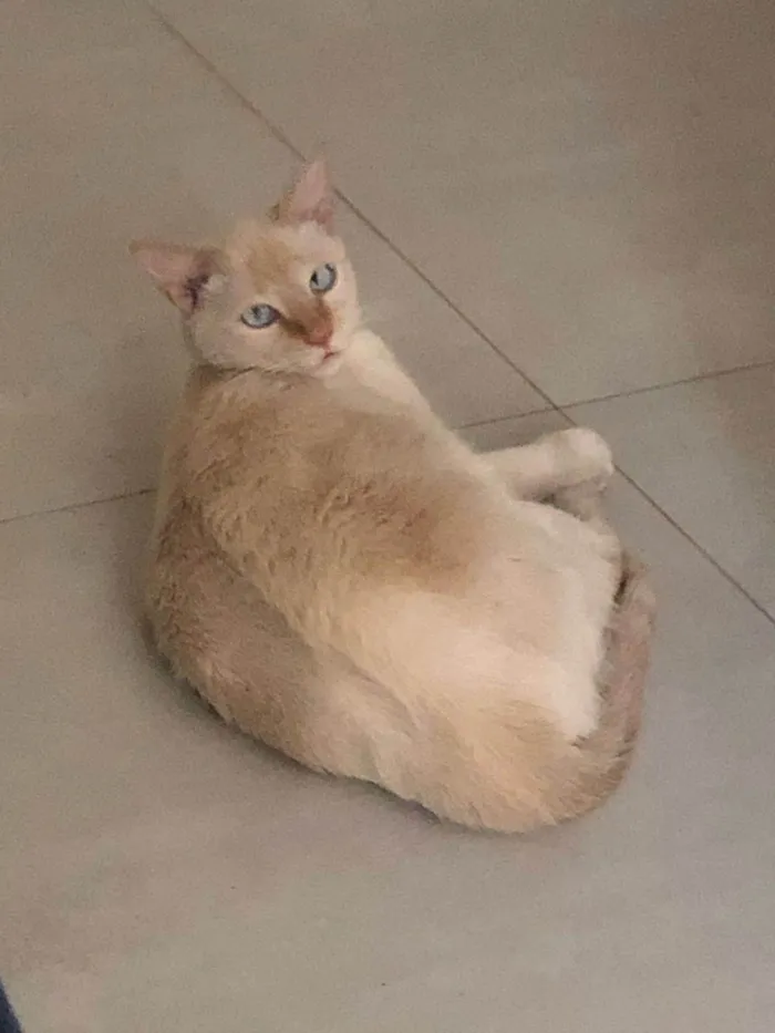 Gato ra a SRD-ViraLata idade 5 anos nome Kevin