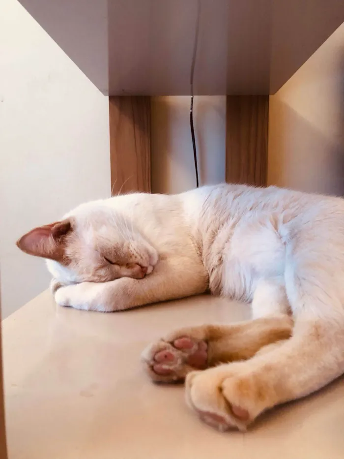 Gato ra a SRD-ViraLata idade 5 anos nome Kevin
