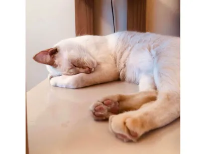 Gato raça SRD-ViraLata idade 5 anos nome Kevin