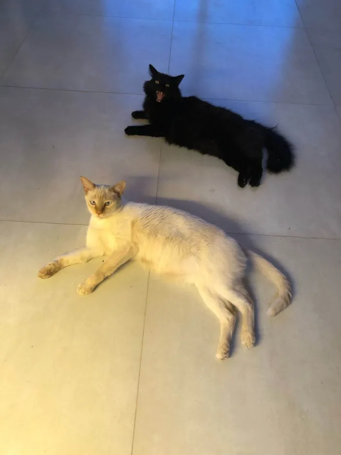 Gato ra a SRD-ViraLata idade 5 anos nome Kevin