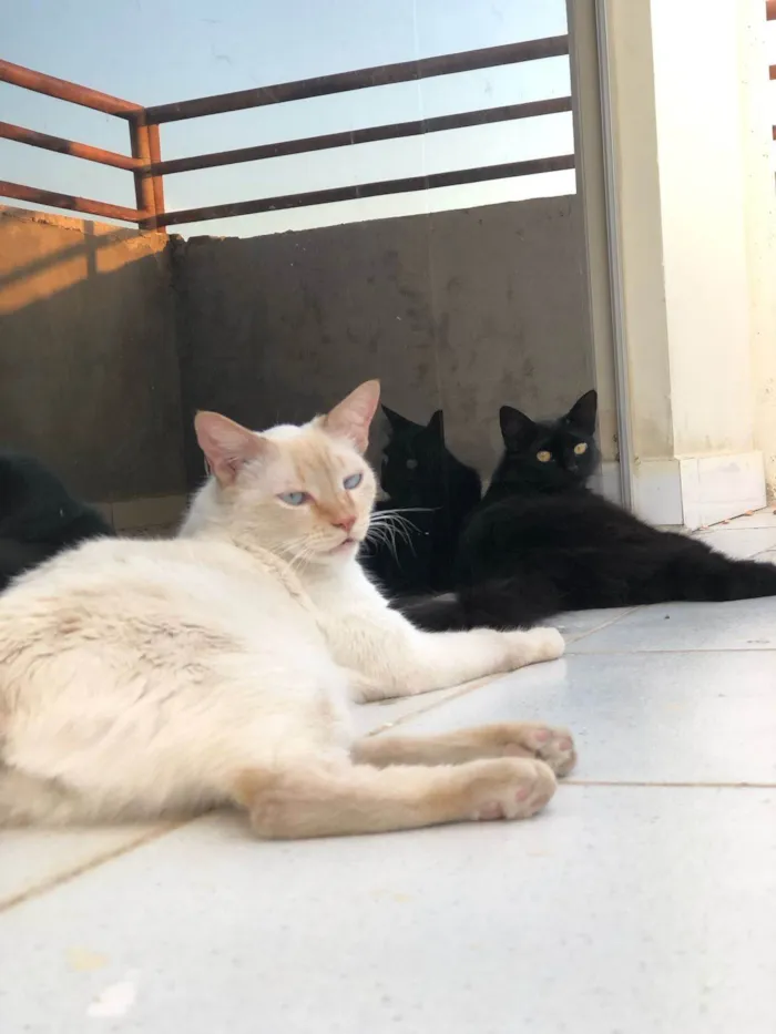 Gato ra a SRD-ViraLata idade 5 anos nome Kevin