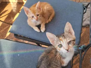 Gato raça SRD-ViraLata idade 2 a 6 meses nome FILHOTES SEM NOMES