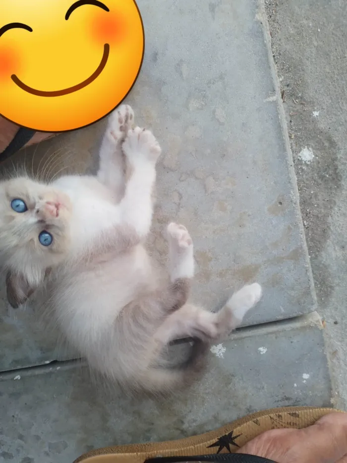Gato ra a SRD-ViraLata idade 2 a 6 meses nome Gatinho macho