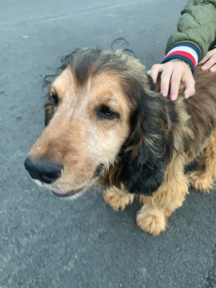 Cachorro ra a SRD-ViraLata idade 6 ou mais anos nome Jhonny