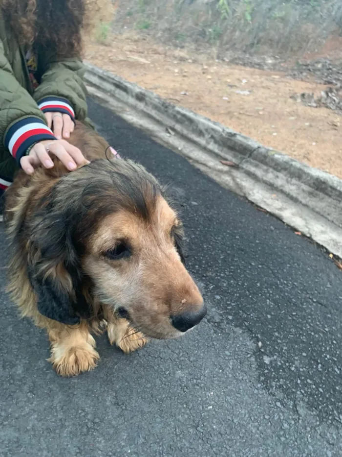 Cachorro ra a SRD-ViraLata idade 6 ou mais anos nome Jhonny