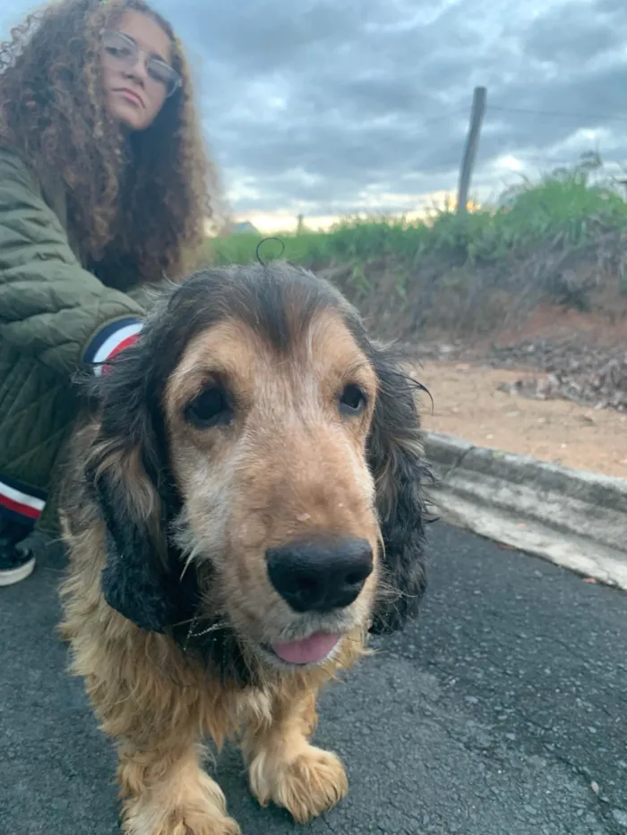 Cachorro ra a SRD-ViraLata idade 6 ou mais anos nome Jhonny