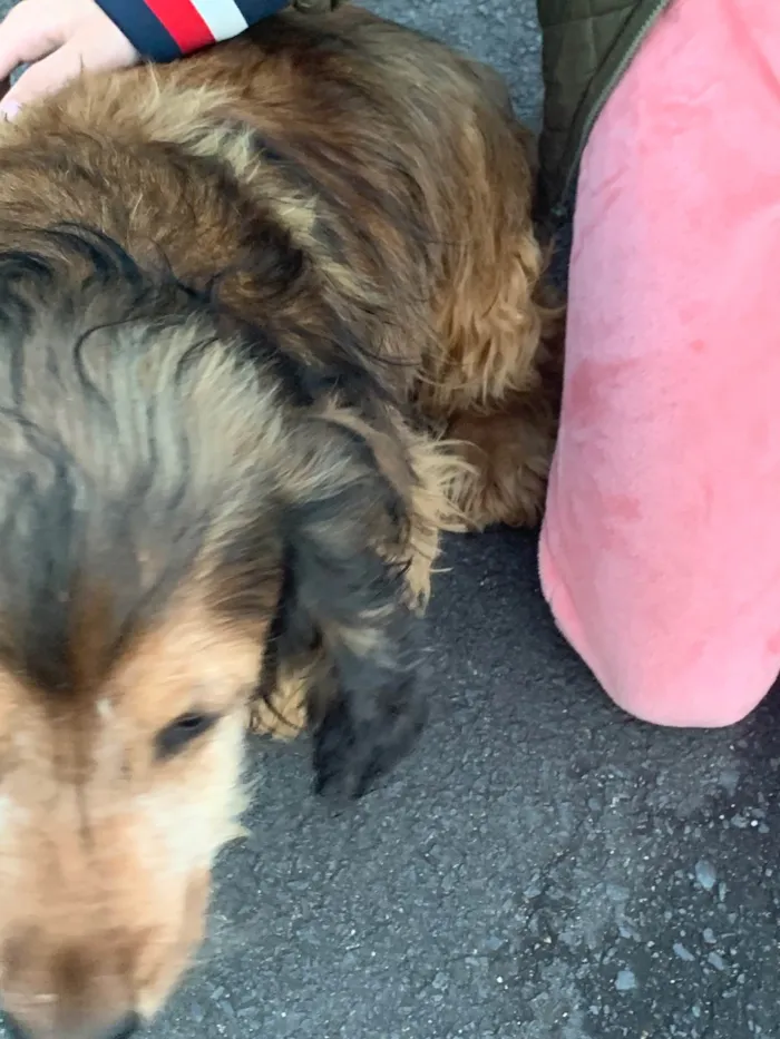 Cachorro ra a SRD-ViraLata idade 6 ou mais anos nome Jhonny