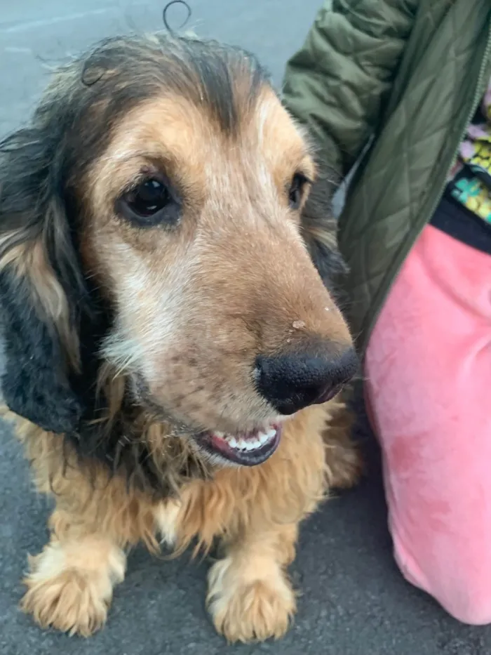 Cachorro ra a SRD-ViraLata idade 6 ou mais anos nome Jhonny