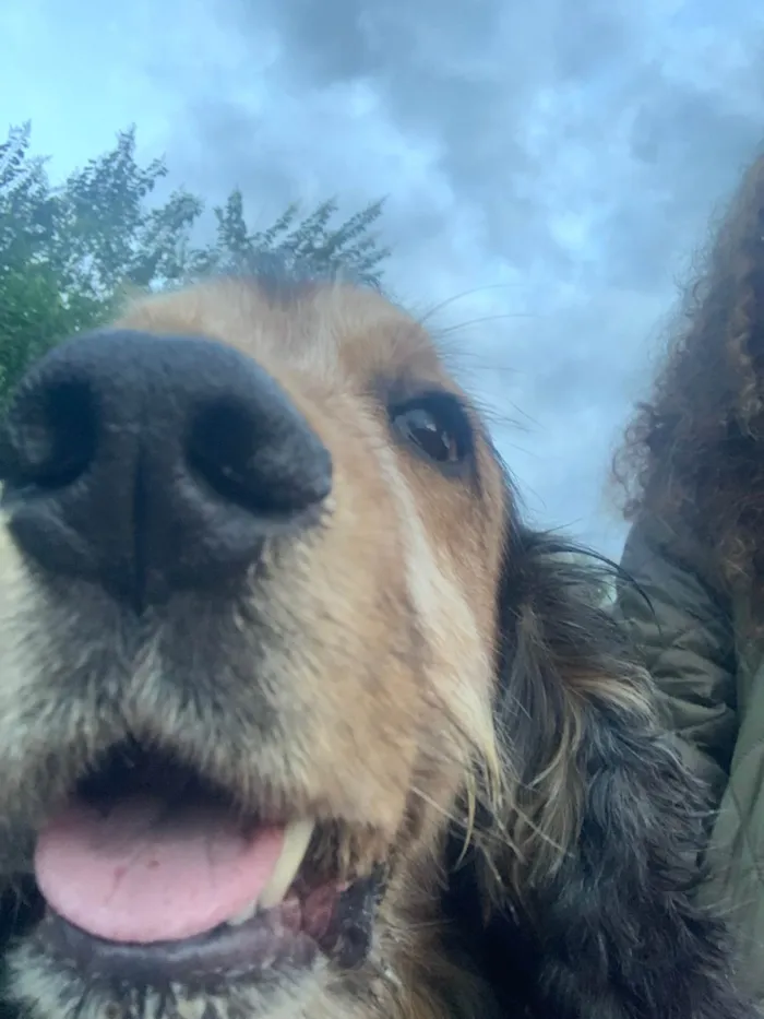 Cachorro ra a SRD-ViraLata idade 6 ou mais anos nome Jhonny